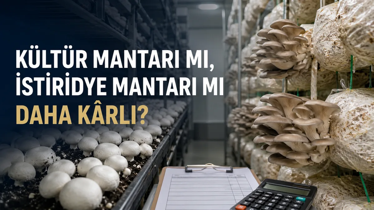 Kültür mantarı ve istiridye mantarı üretimlerinin kârlılık karşılaştırması