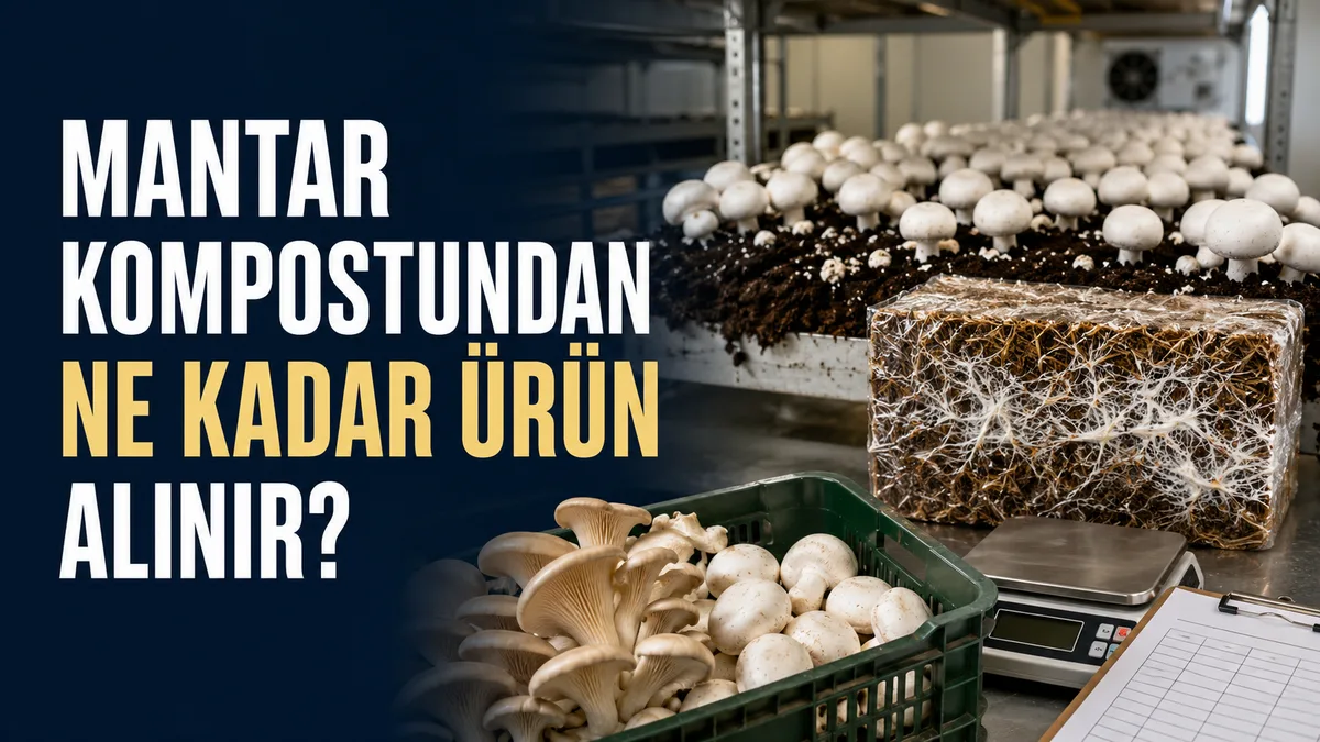 Mantar kompostundan alınabilecek ürün miktarının hesaplanması