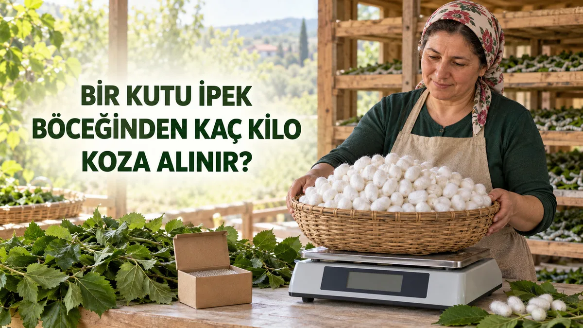 Bir kutu ipek böceğinden elde edilen yaş kozaları hassas terazide tartan üretici